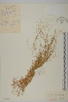 華繁縷藏品圖，第1張