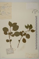 刺苞南蚊藤藏品圖，第1張