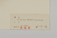 刺苞南蚊藤藏品圖，第3張