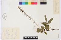 類葉升麻藏品圖，第1張