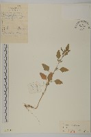 藜、灰藜藏品圖，第1張