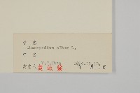 藜、灰藜藏品圖，第3張