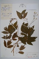 紅毛七藏品圖，第1張