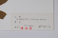 紅毛七藏品圖，第2張