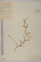 沼繁縷藏品圖，第1張