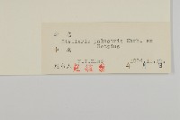 沼繁縷藏品圖，第3張