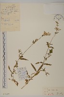 匍生蠅子草藏品圖，第1張