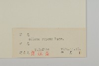 匍生蠅子草藏品圖，第3張