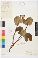 三角葉驢蹄草藏品圖，第1張