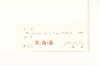 唐松草藏品圖，第4張