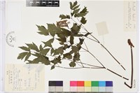 類葉升麻藏品圖，第1張