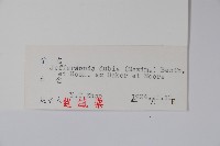 鮮黃連藏品圖，第2張