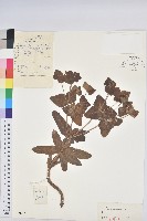 狠毒藏品圖，第1張