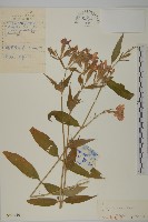 淺裂剪秋蘿藏品圖，第1張