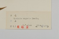 淺裂剪秋蘿藏品圖，第3張