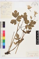 尖萼耬斗菜藏品圖，第1張