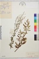 箭頭唐松草藏品圖，第1張