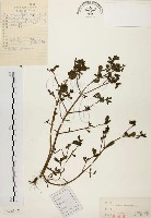 馬齒莧藏品圖，第1張