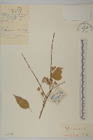 白杜藏品圖，第1張
