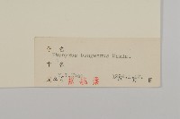 白杜藏品圖，第3張