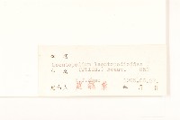 火絨草藏品圖，第3張