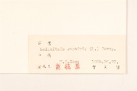 大丁草藏品圖，第3張