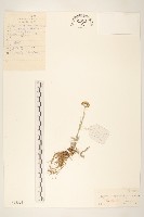 狗舌草藏品圖，第1張