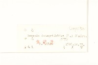 狗舌草藏品圖，第3張