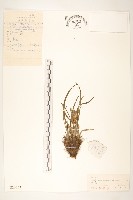 東北鴉蔥藏品圖，第1張