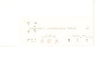 東北鴉蔥藏品圖，第3張