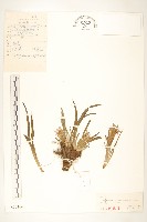 鴉蔥藏品圖，第1張