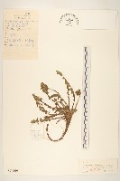 異苞蒲公英藏品圖，第1張