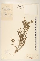 祁州漏蘆藏品圖，第1張