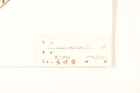 祁州漏蘆藏品圖，第3張