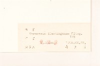 遼東蒲公英藏品圖，第3張