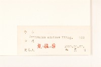 華蒲公英藏品圖，第3張