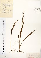 綬草藏品圖，第1張