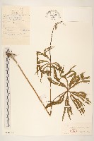 兔兒傘藏品圖，第1張