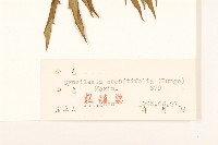 兔兒傘藏品圖，第3張