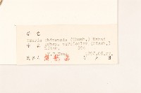 兔子菜藏品圖，第3張