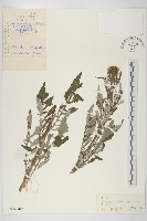 泥胡菜藏品圖，第1張