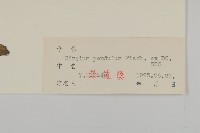 煙管草藏品圖，第3張