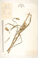 芼管草藏品圖，第1張