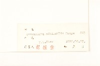 芼管草藏品圖，第3張