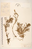 三肋果藏品圖，第1張