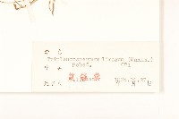 三肋果藏品圖，第3張