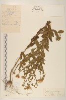山馬蘭藏品圖，第1張