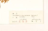 山馬蘭藏品圖，第3張