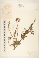 苦滇菜、苦菜藏品圖，第1張