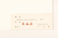 苦滇菜、苦菜藏品圖，第3張
